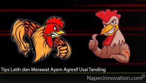 Tips Latih dan Merawat Ayam Agresif Usai Tanding